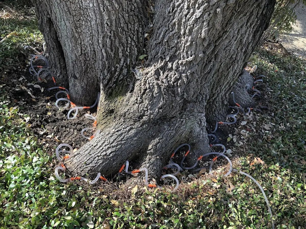Detailed Tree Cabling and Bracing job site in Fox Island