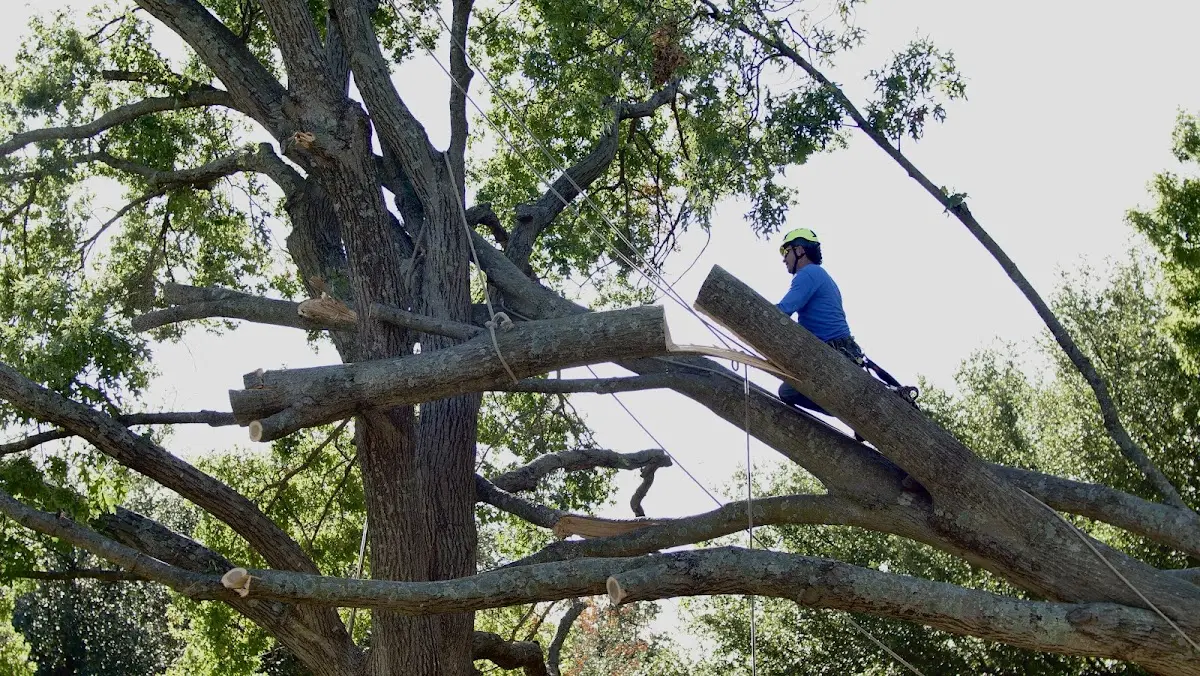 Professional Crown Thinning performed by certified arborists in Fox Island