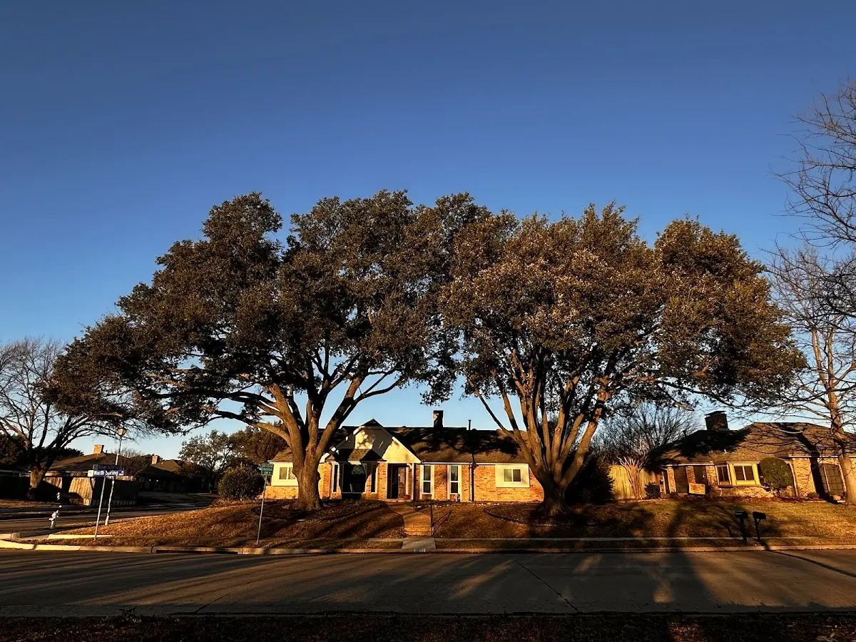 Established residential canopy tree shading a home in Fox Island